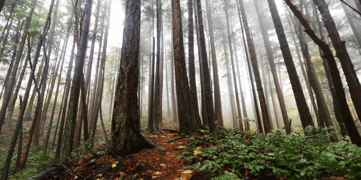 Fog Over Forests: Vancouver’s Silent Morning Veil